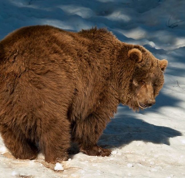 Brown bear in the snow Central Pyrenees Biescas