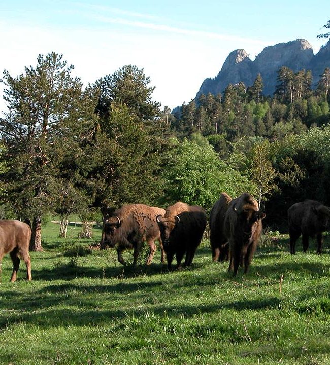 Parque faunístico de Lacuniacha Pirineo Central